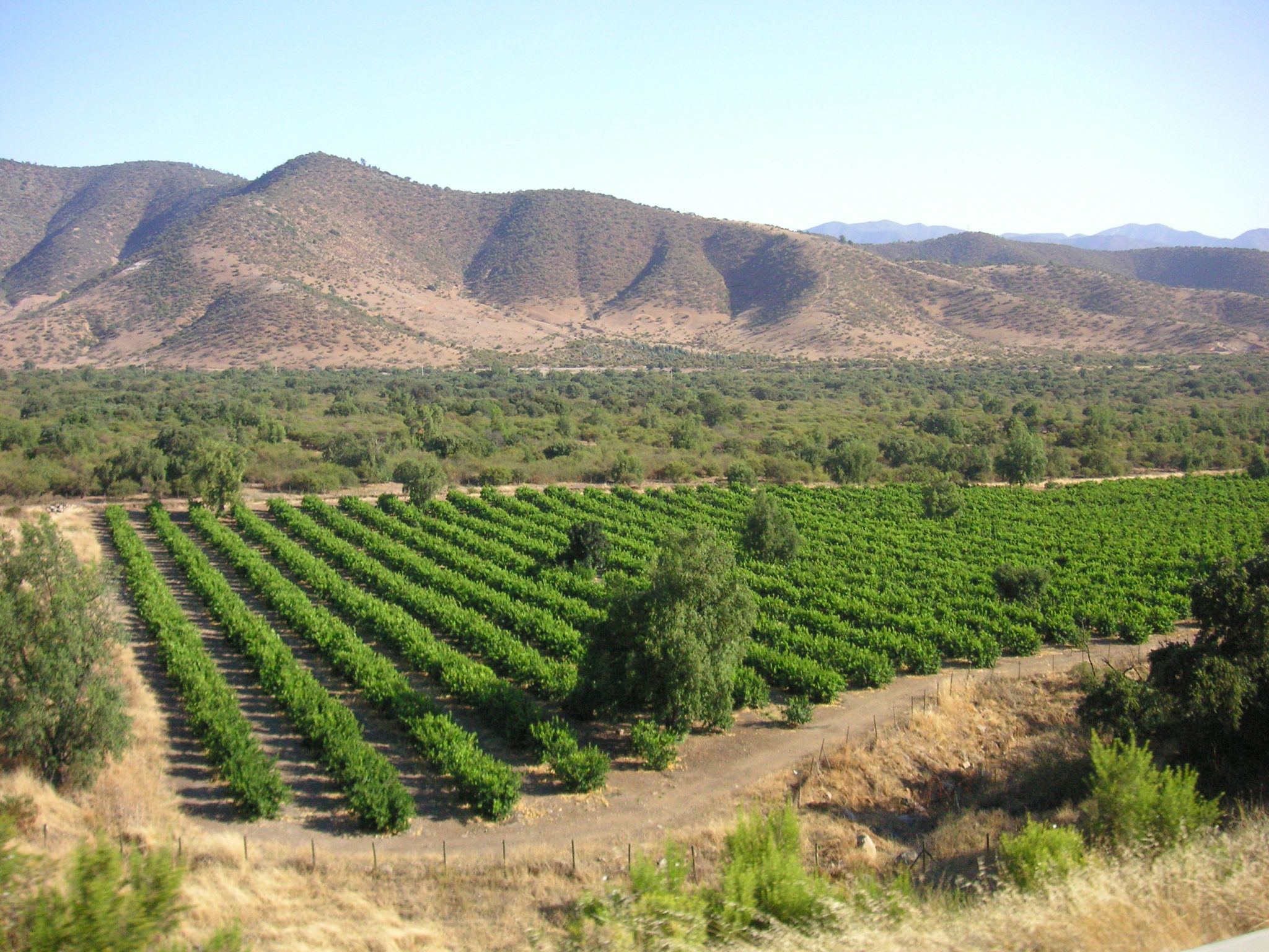 Den typ av terräng där druvorna odlas är en annan viktig faktor för de bästa vininvesteringarna 2022 och 2023.