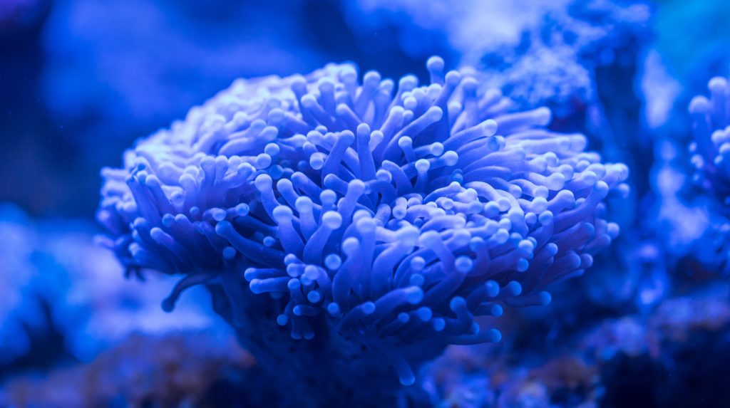 coral reefs exhibition
