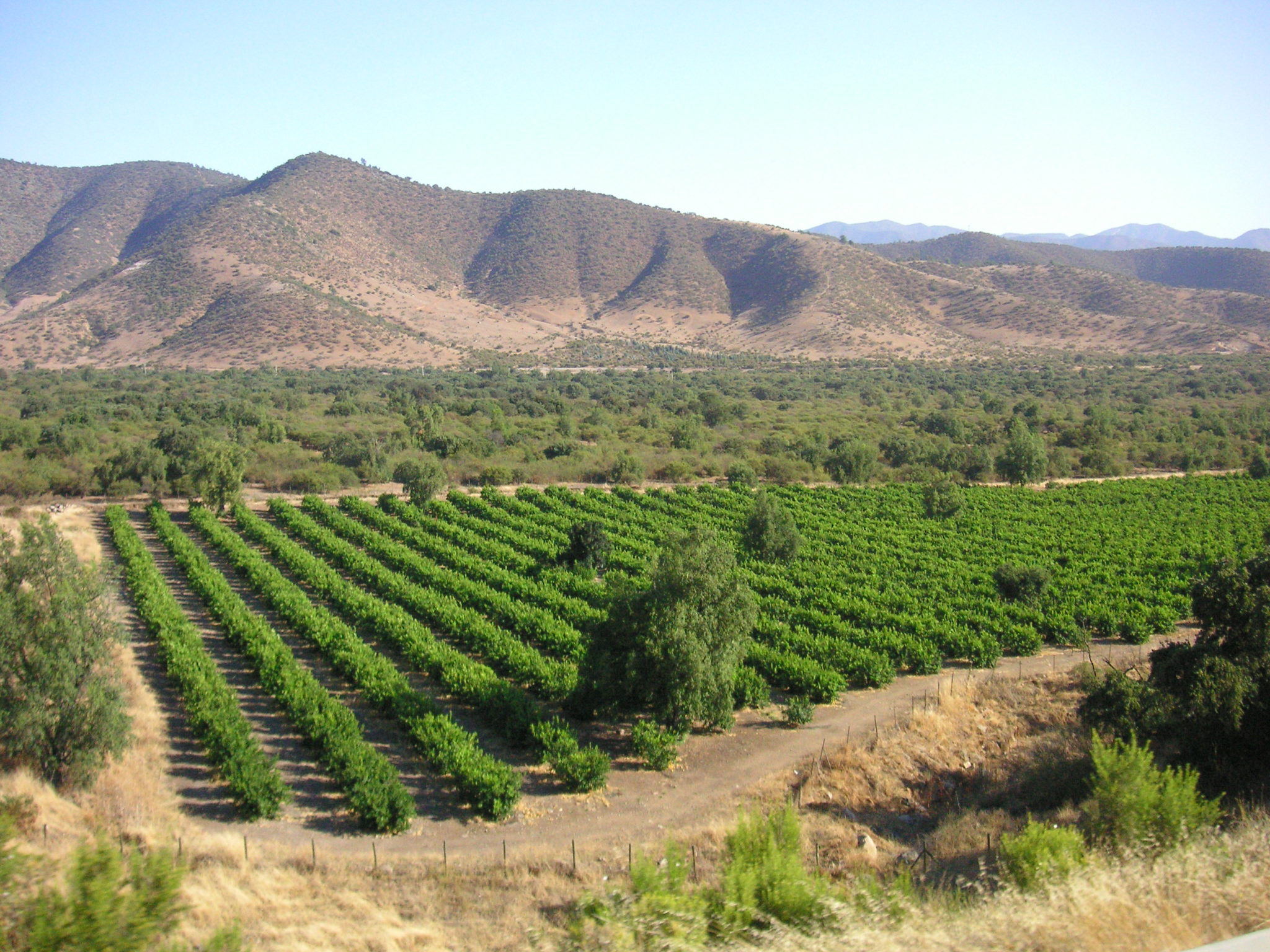 The type of terrain where the grapes are grown is another important factor for the best wine investments in 2025