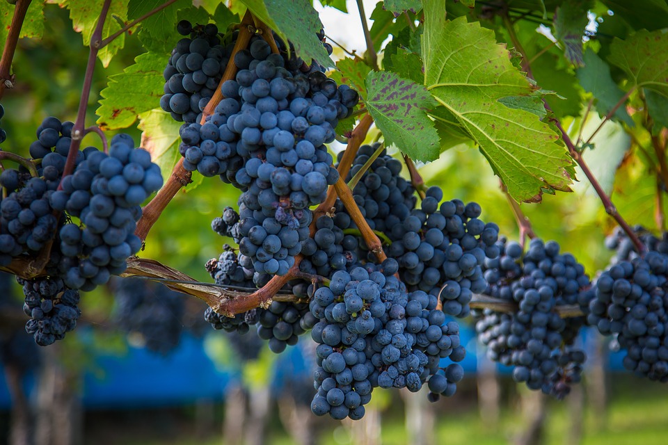 yet another important factor when determining the value of wine for investment purposes in 2025